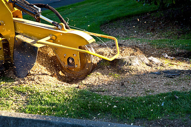 How Our Tree Care Process Works  in  Wortham, TX